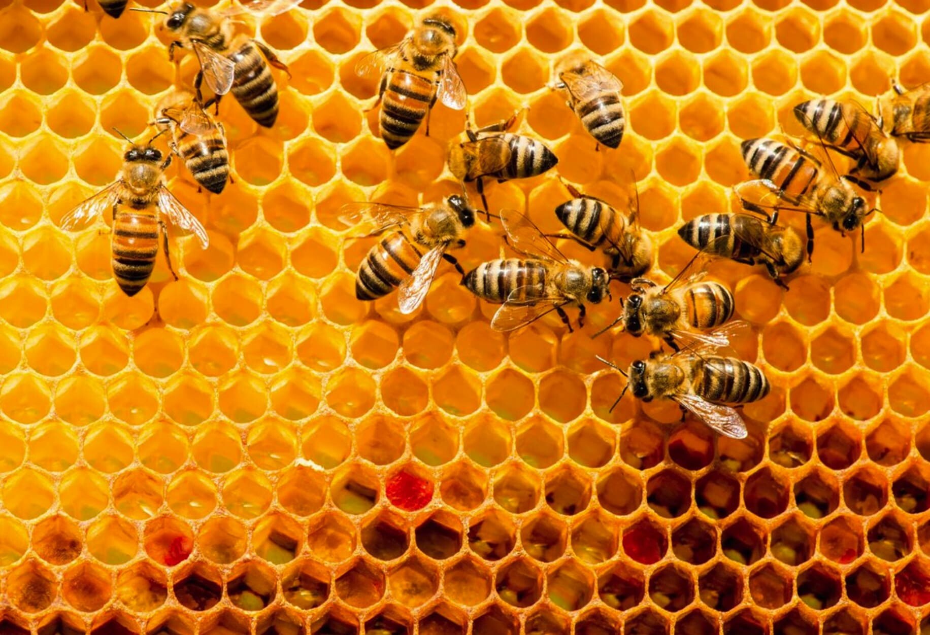 Control climático en colmenas. Cámara climática para el estudio de colmenas de abejas